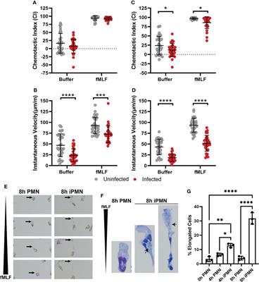 Helicobacter pylori-infected human neutrophils exhibit impaired chemotaxis and a uropod retraction defect